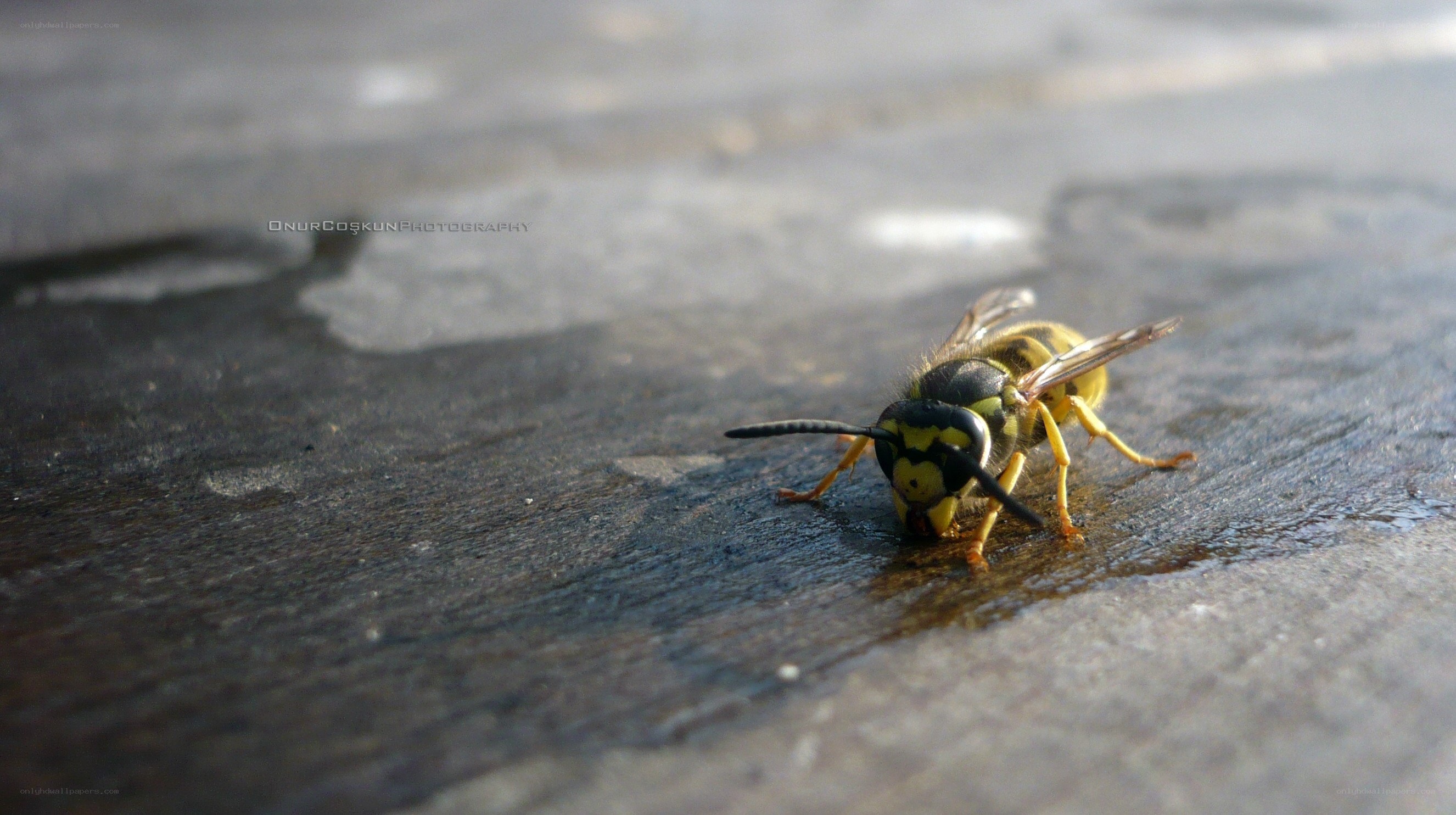 wasp on wet surface