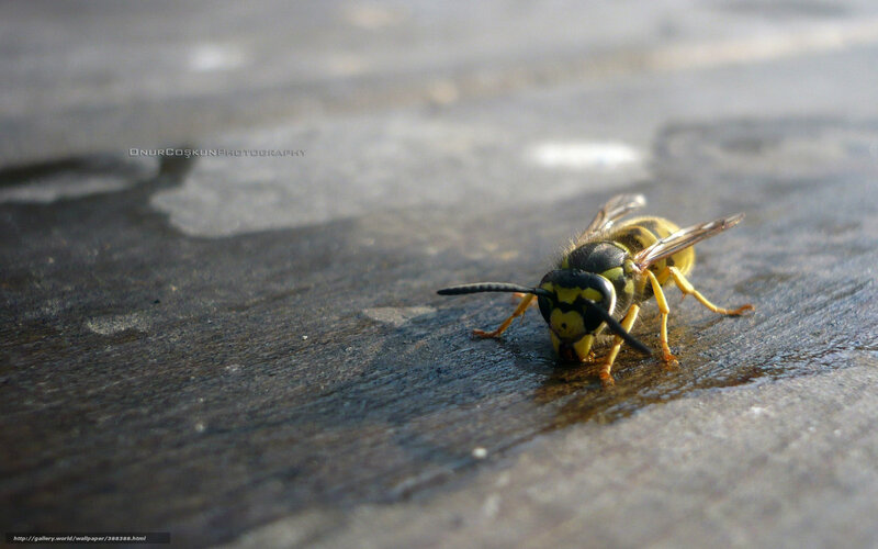 wasp on wet surface