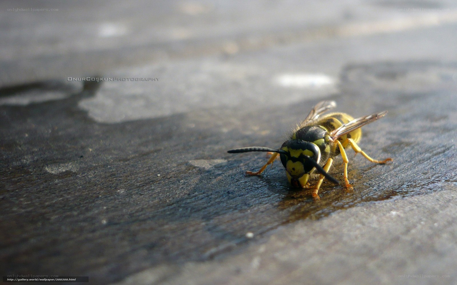 wasp on wet surface