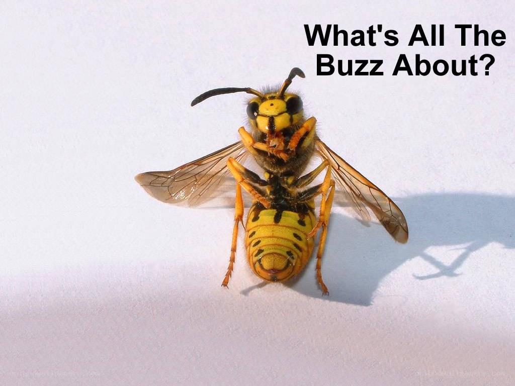 Wasp on white background