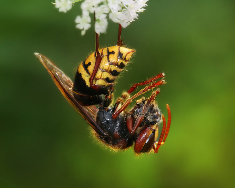 Wasp on white flower