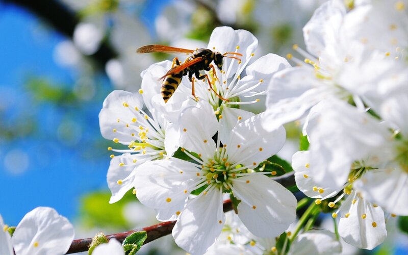 Wasp on White Flower — Serene