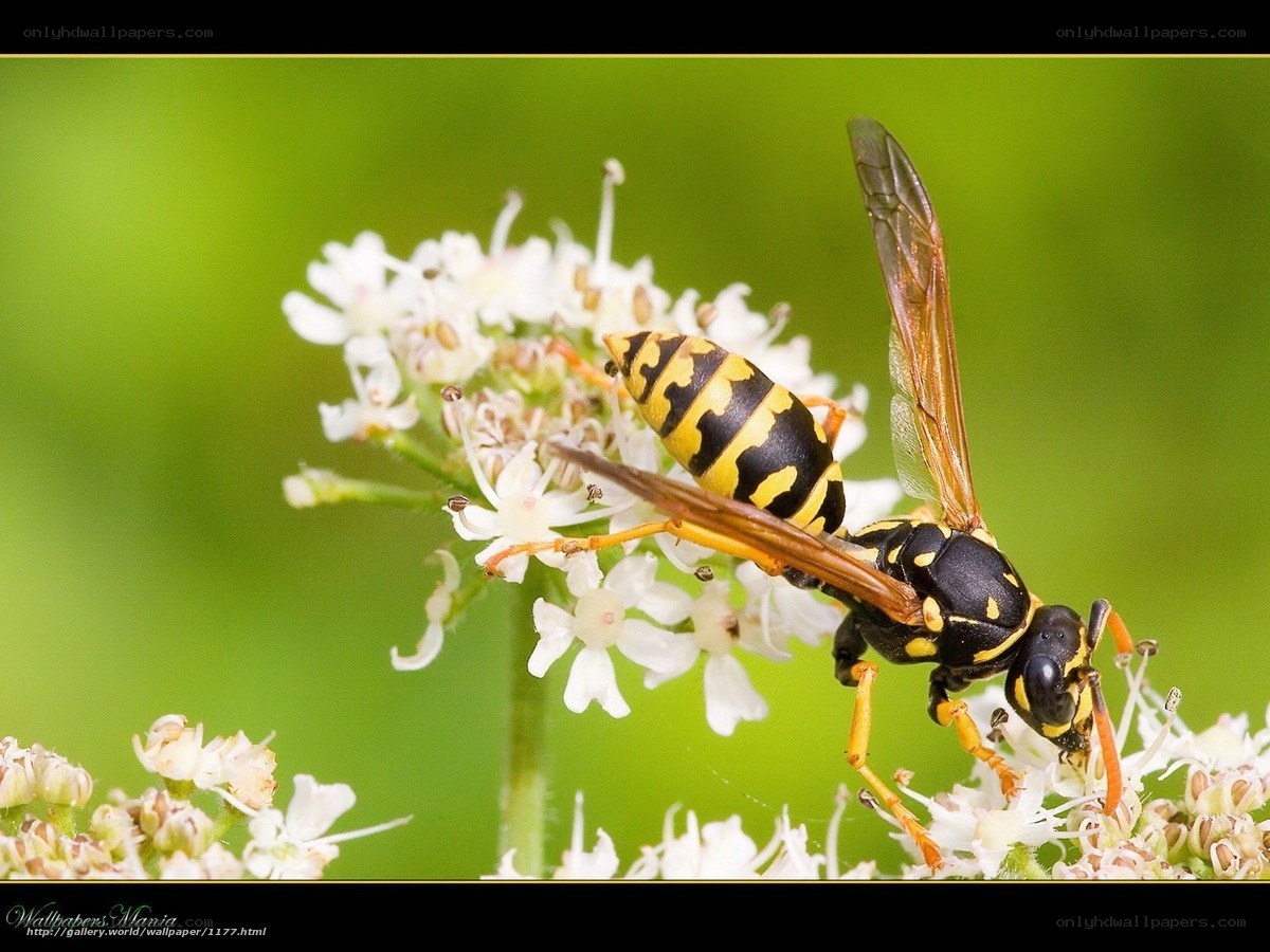 wasp on white flower