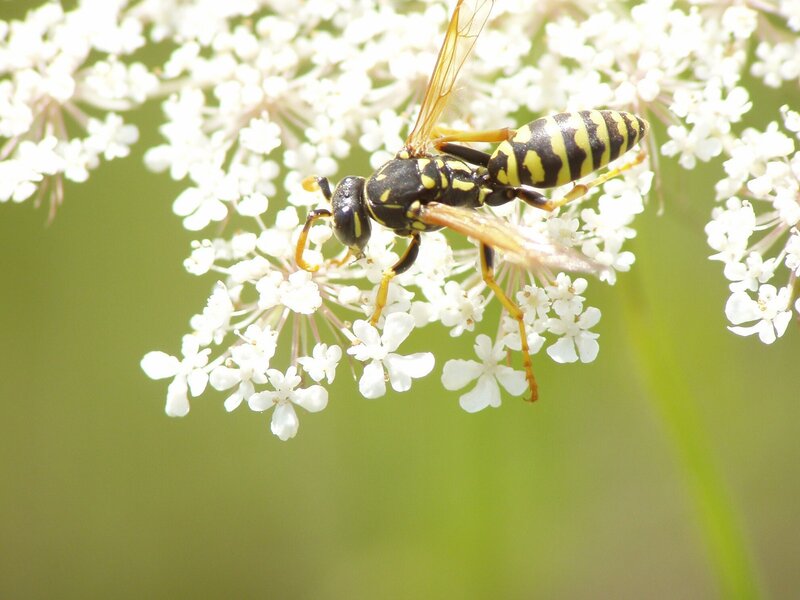 wasp on white flowers