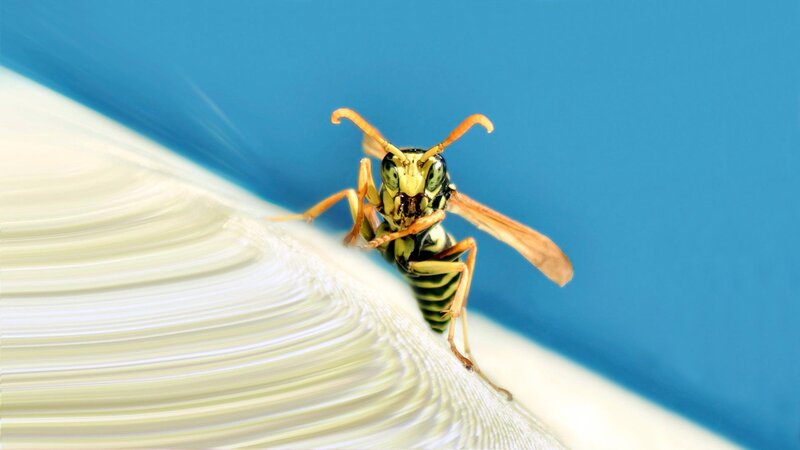 Wasp on White Surface — Blue, Calm
