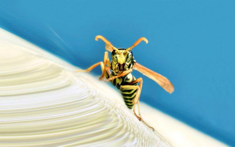 Wasp on White Surface — Blue
