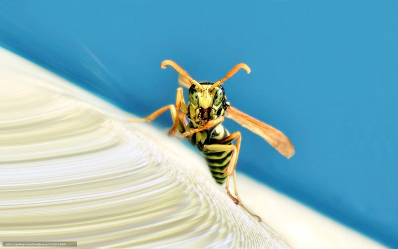 Wasp on White Surface