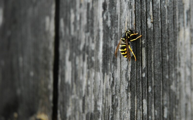 wasp on wooden surface