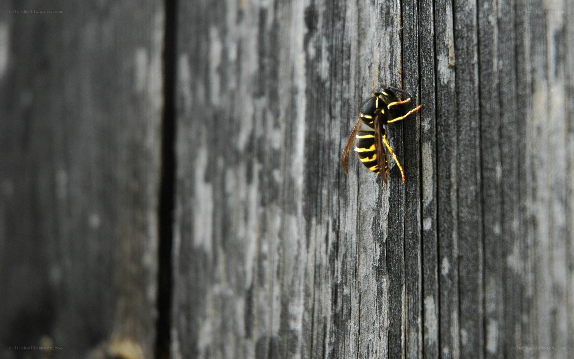 wasp on wooden surface
