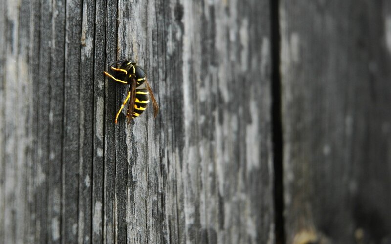 wasp on wooden surface