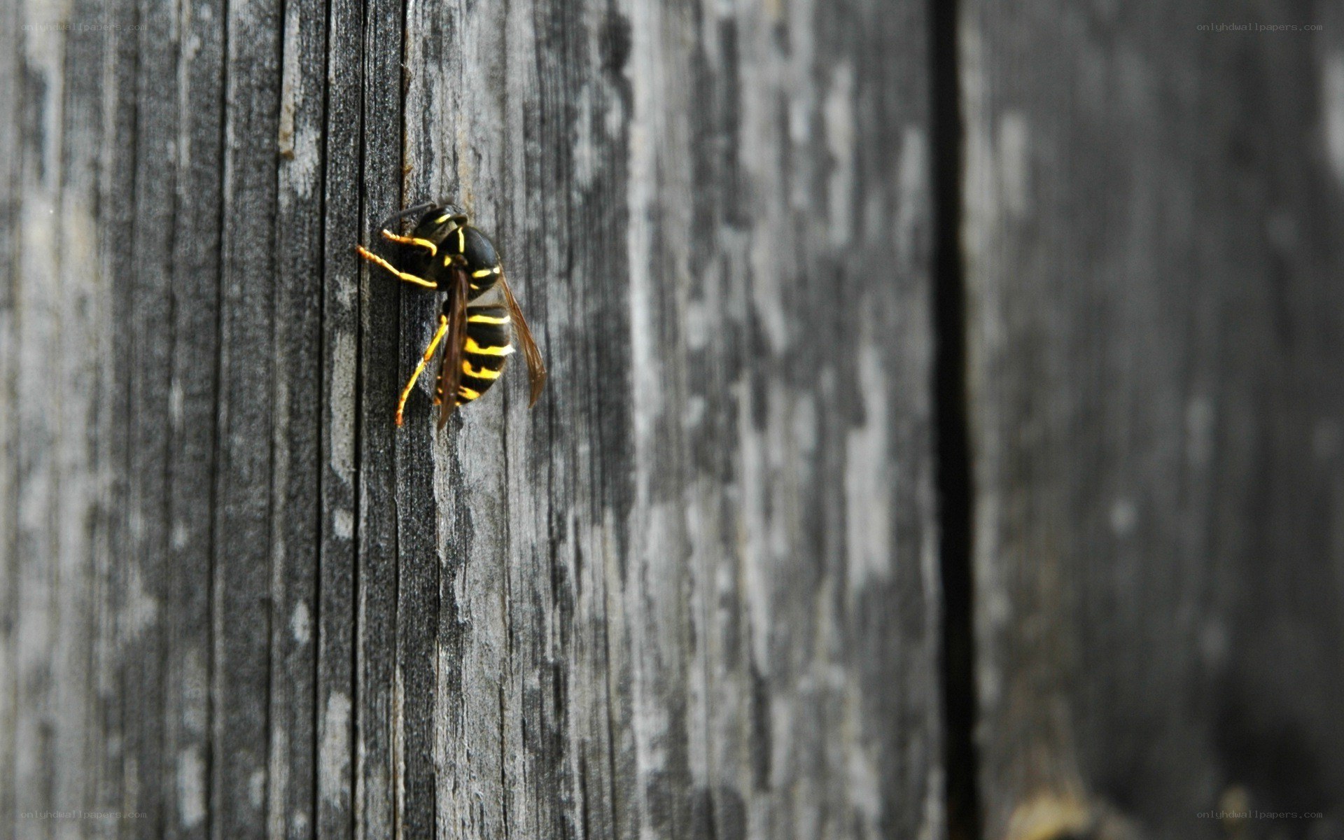 wasp on wooden surface