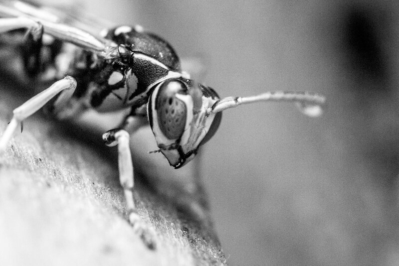 Wasp on Wooden Surface — Black