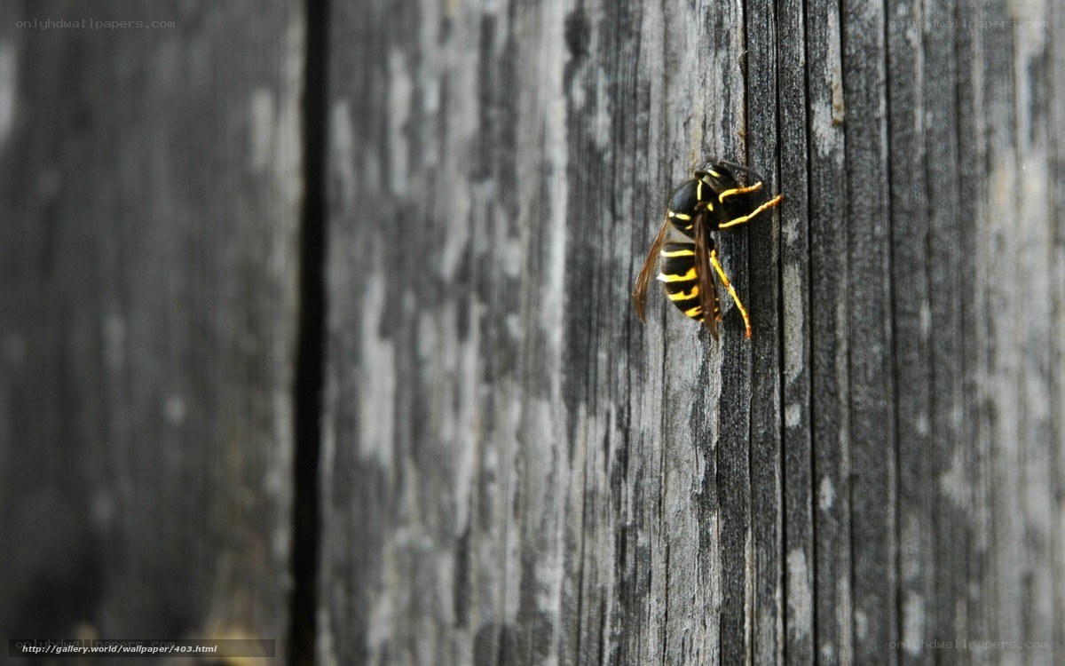 wasp on wooden surface