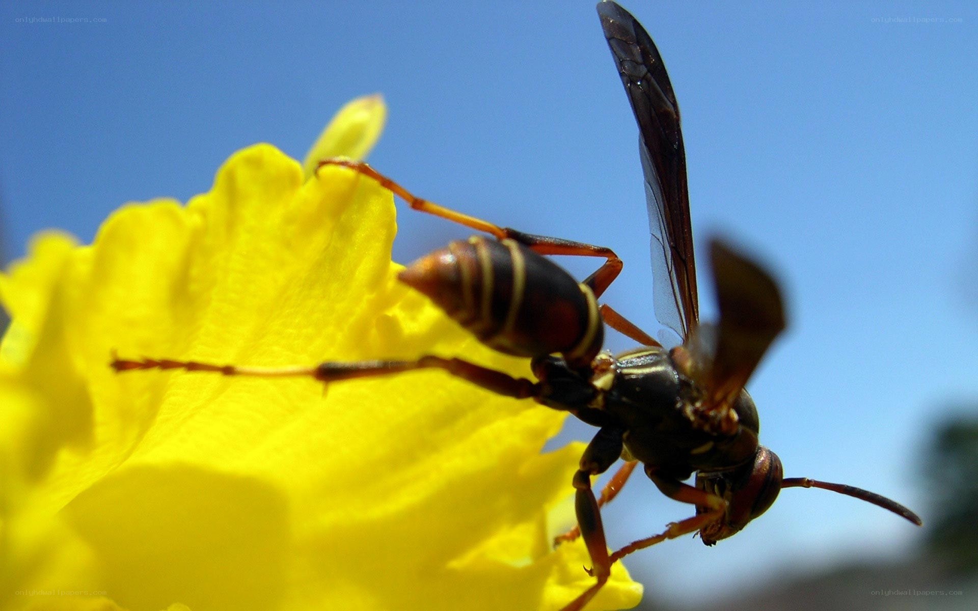 wasp on yellow flower