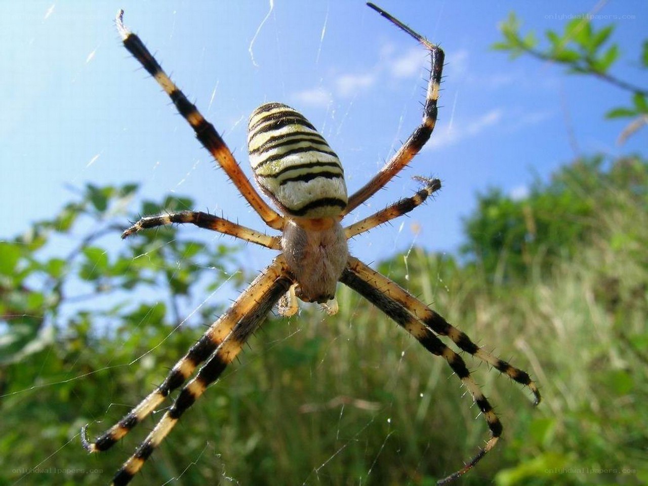 Wasp spider on web