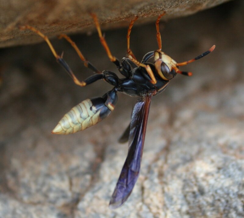 wasp under rock overhang