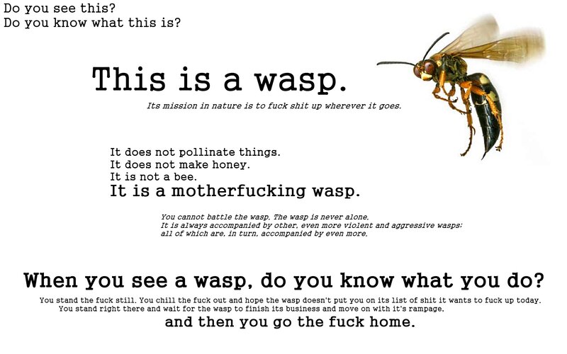 wasp warning meme