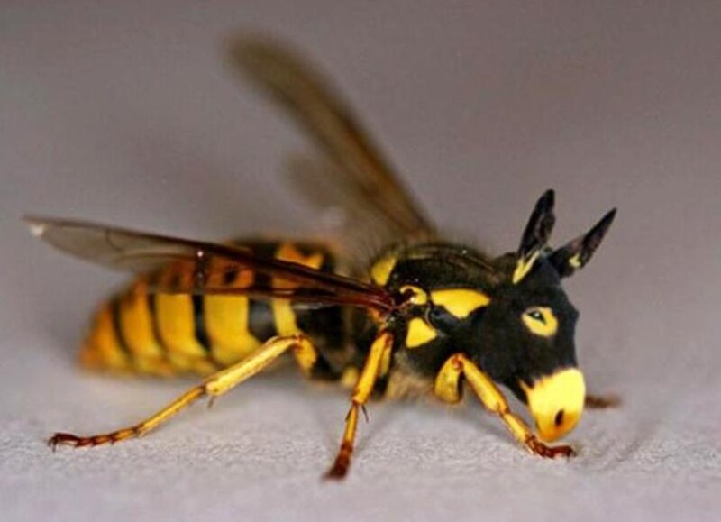Wasp with Donkey Head