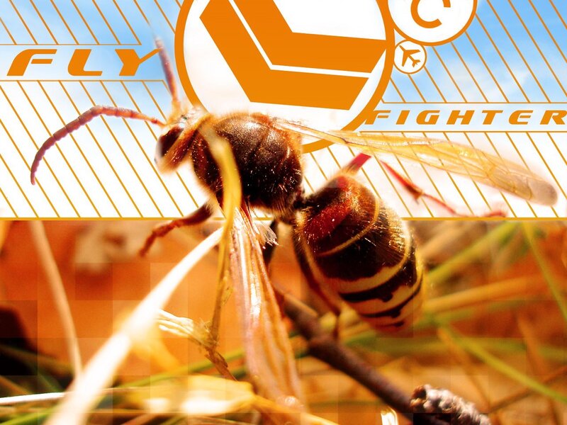 Wasp with graphic design overlay