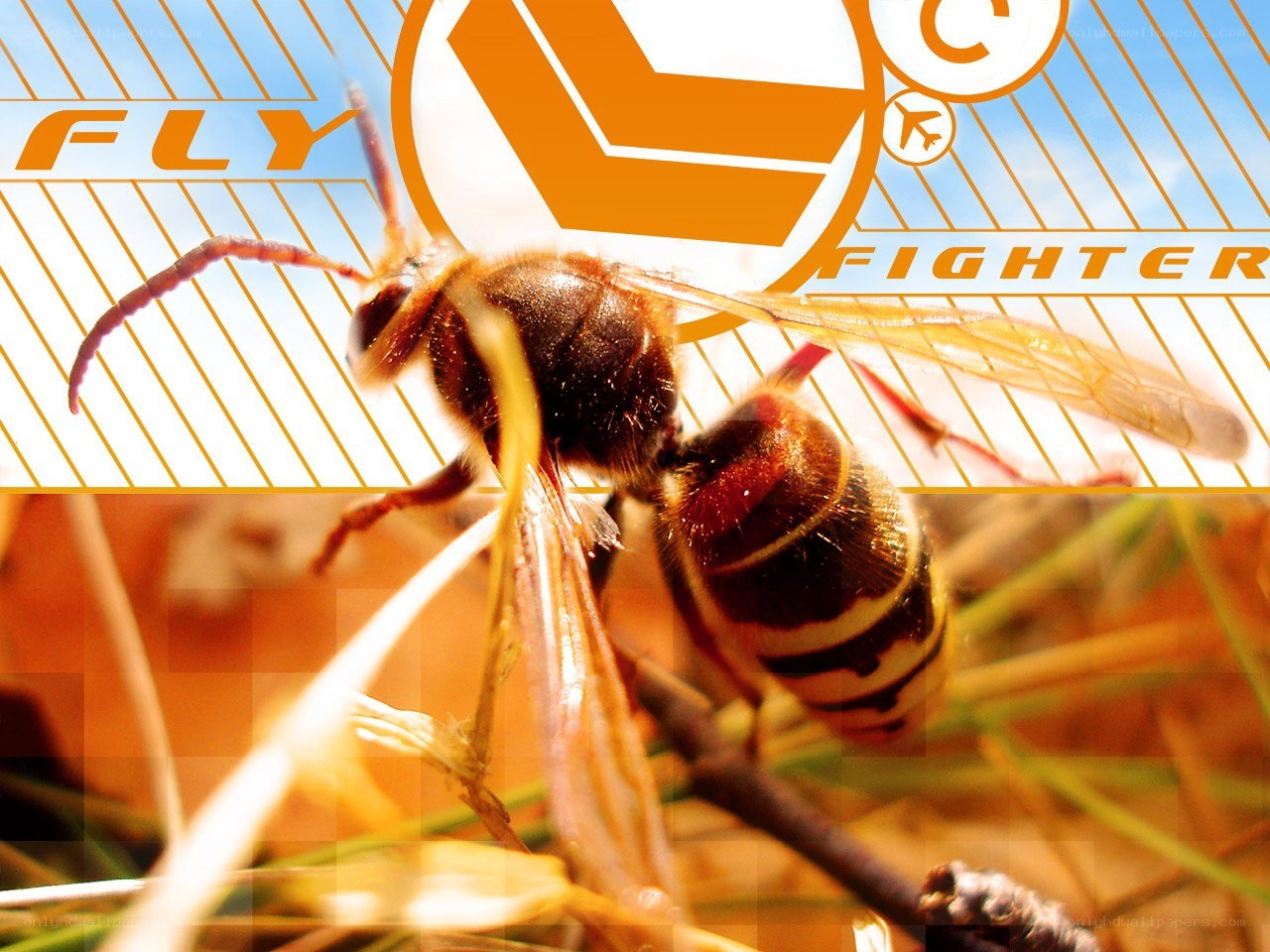 Wasp with graphic design overlay