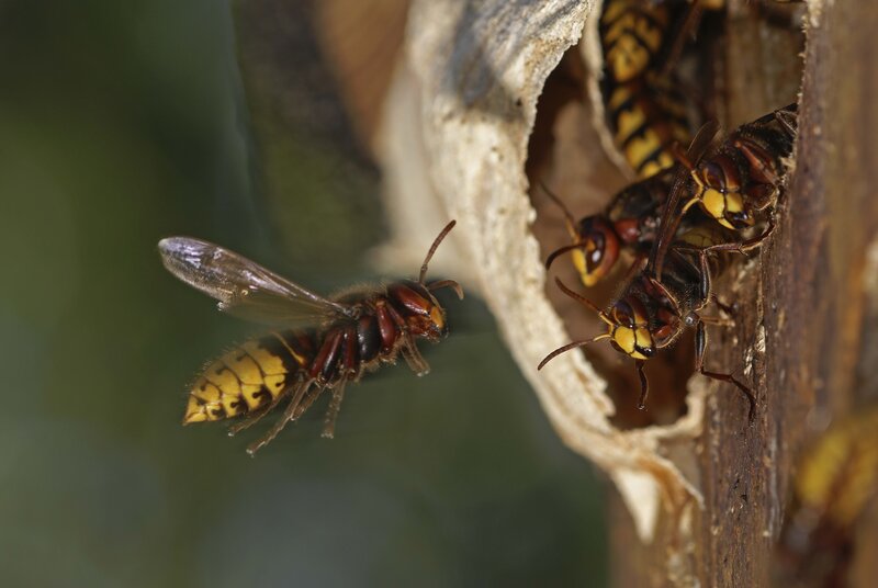 Wasps at their nest