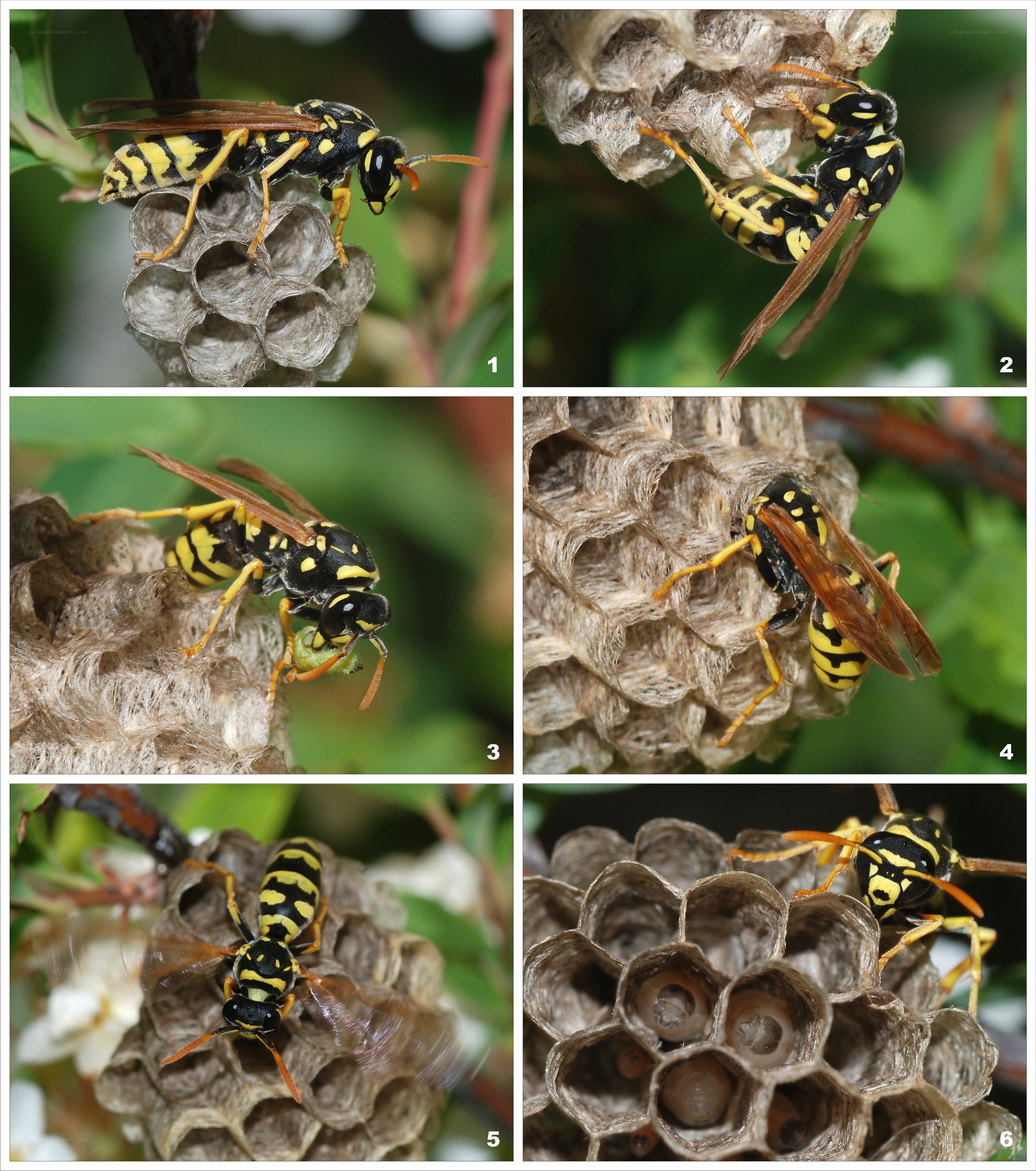 Wasps building nest