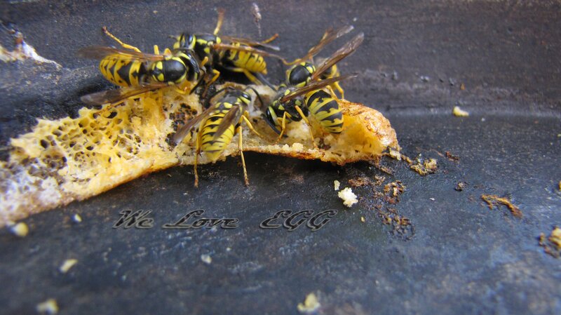 wasps eating bread
