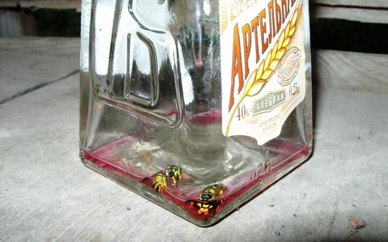 Wasps in a bottle trap