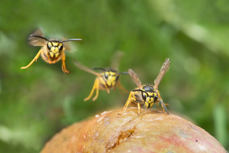 Wasps on a fruit