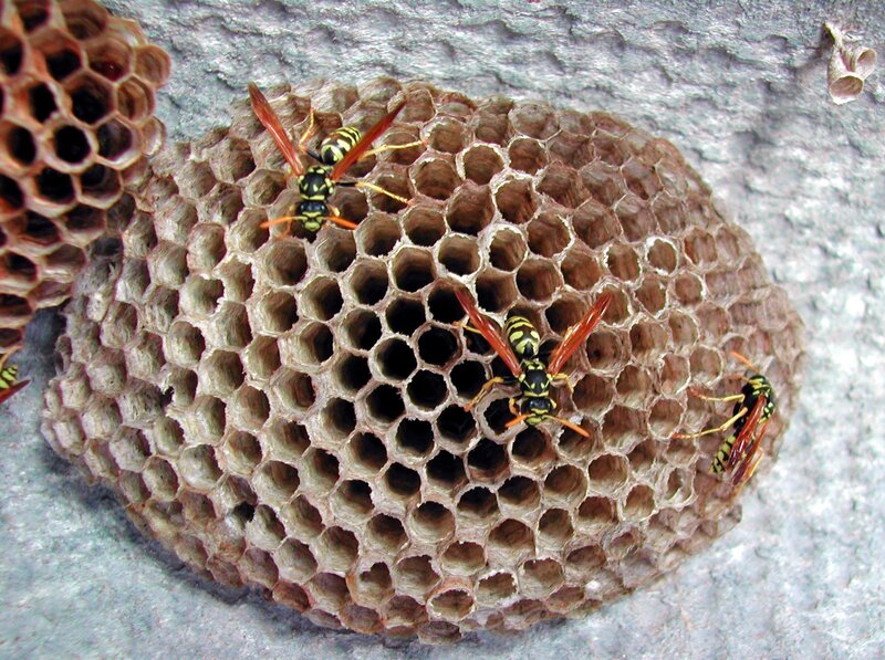 Wasps on a nest
