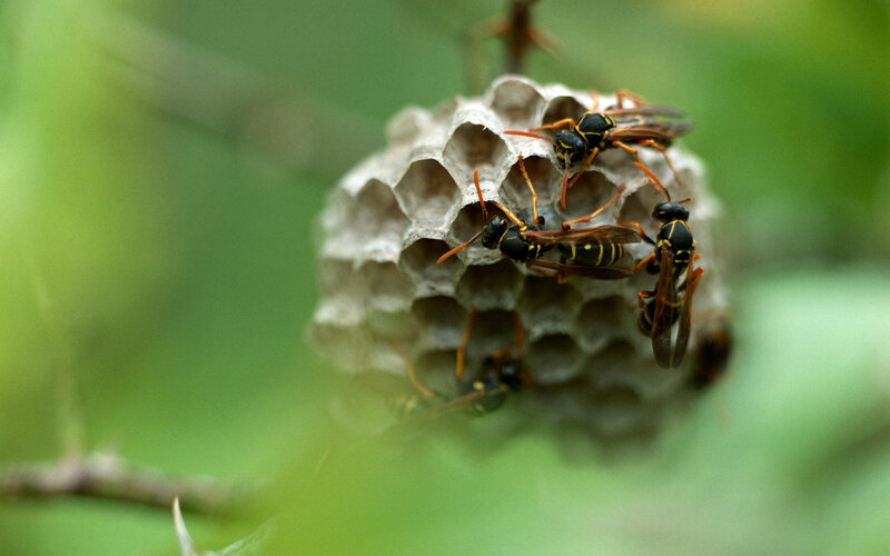 Wasps on a Nest — Green