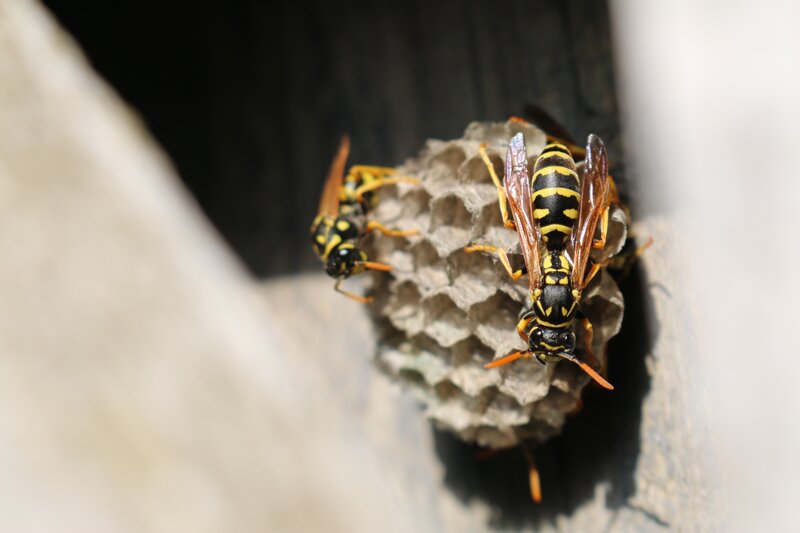 Wasps on a nest