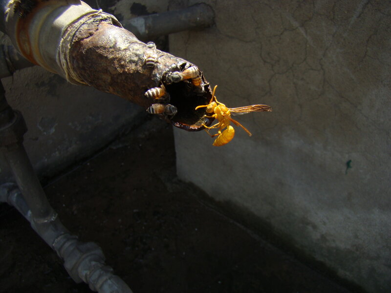 Wasps on a pipe