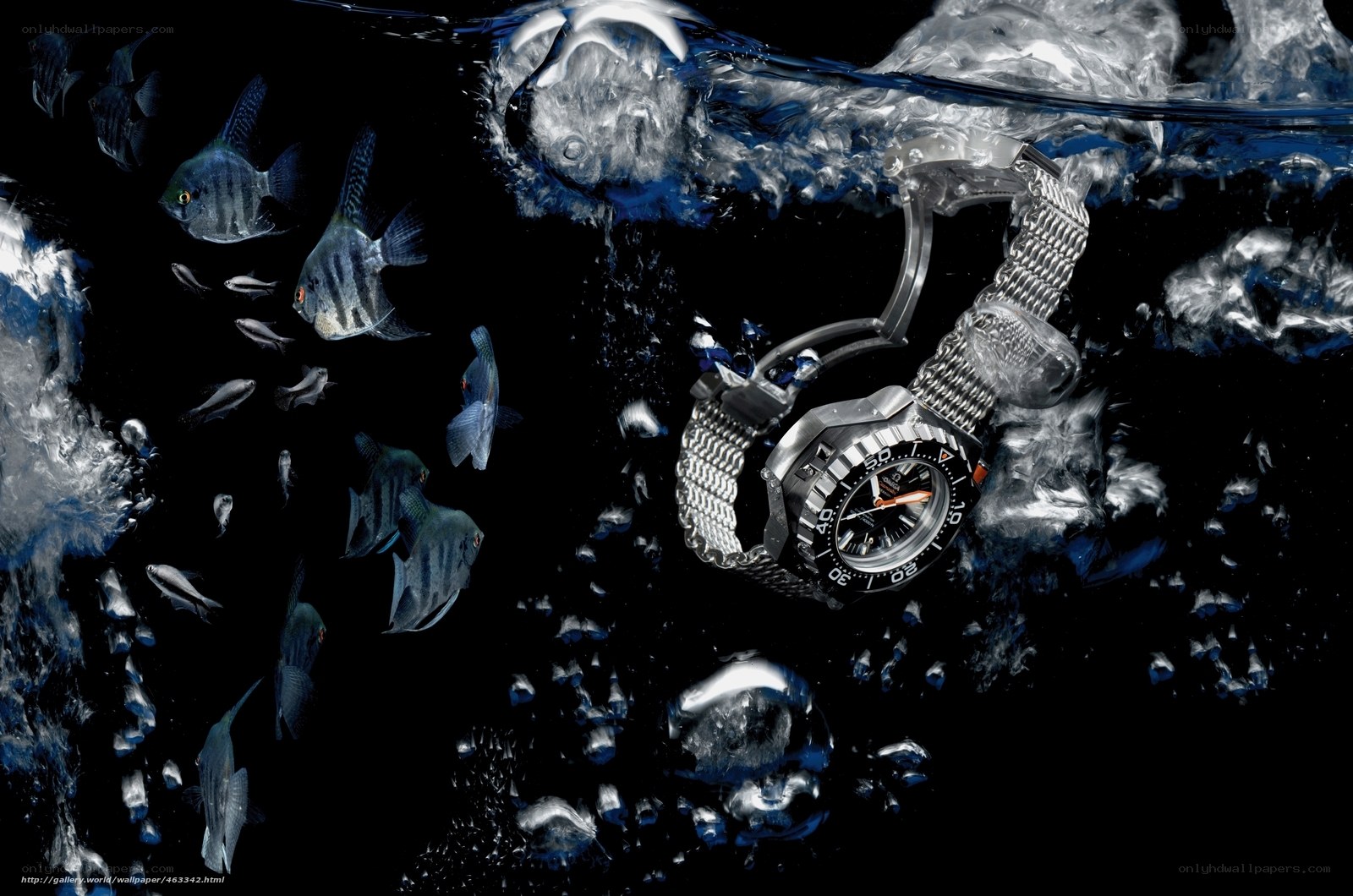 Watch underwater with fish