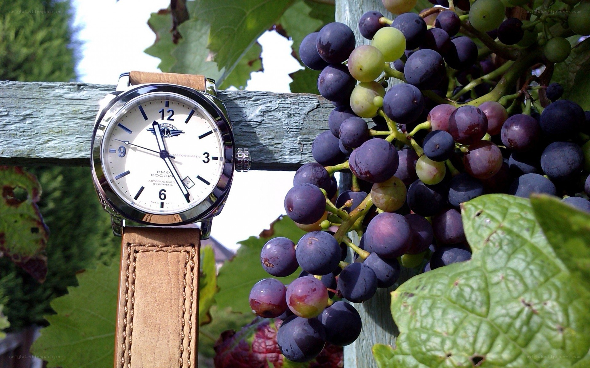 watch with grapes on vine