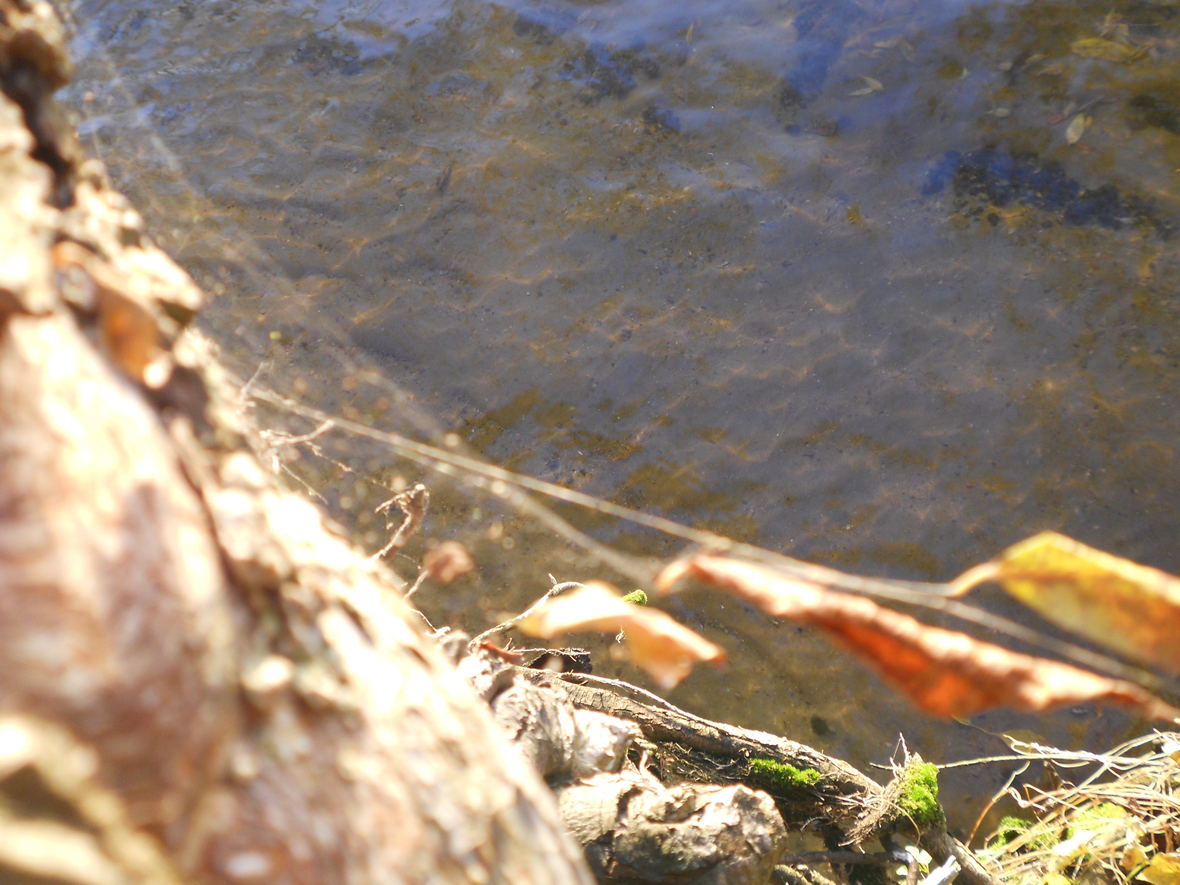 Water and fallen leaves
