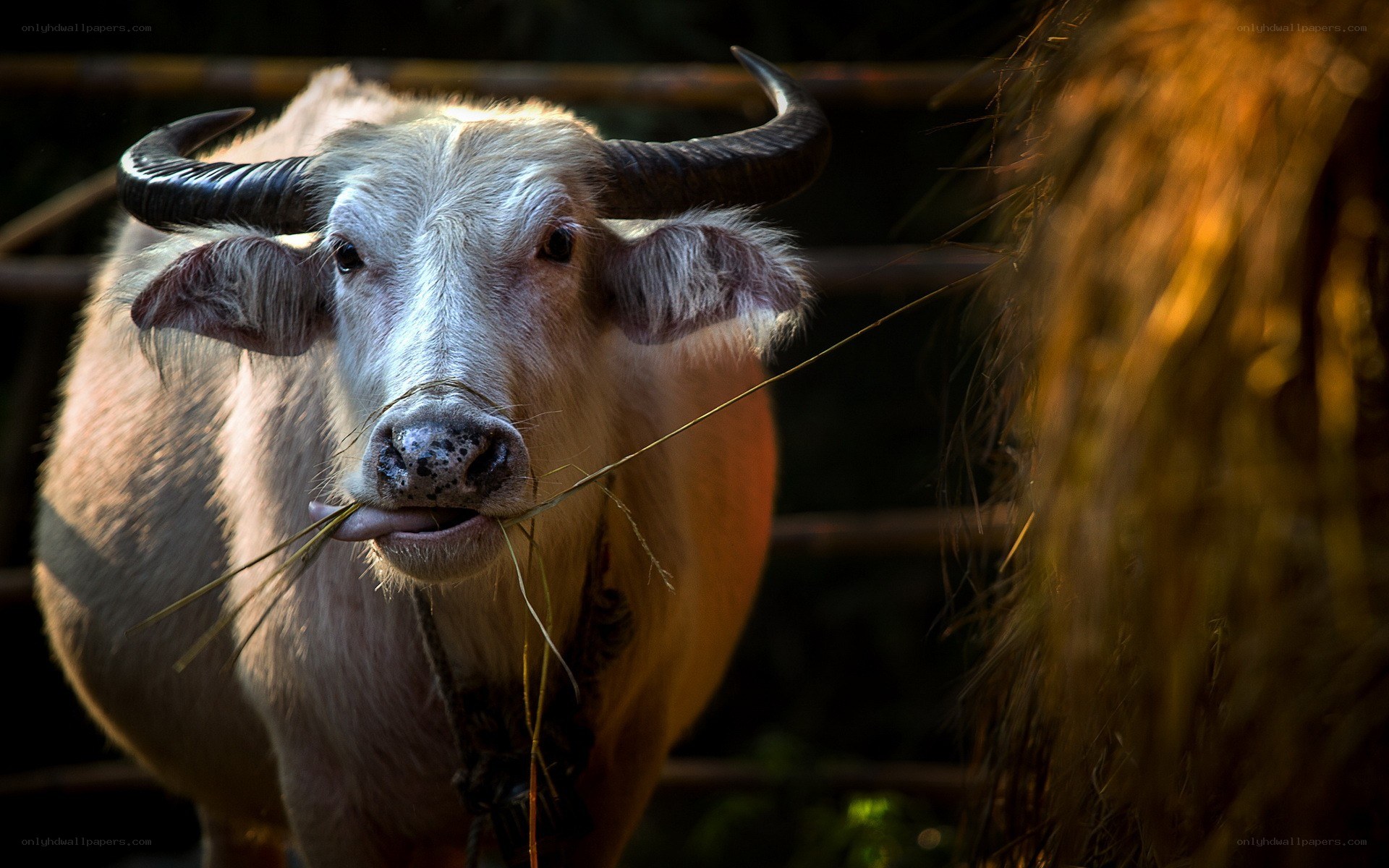 Water buffalo eating hay