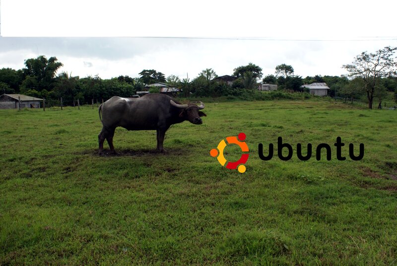 Water buffalo in a field