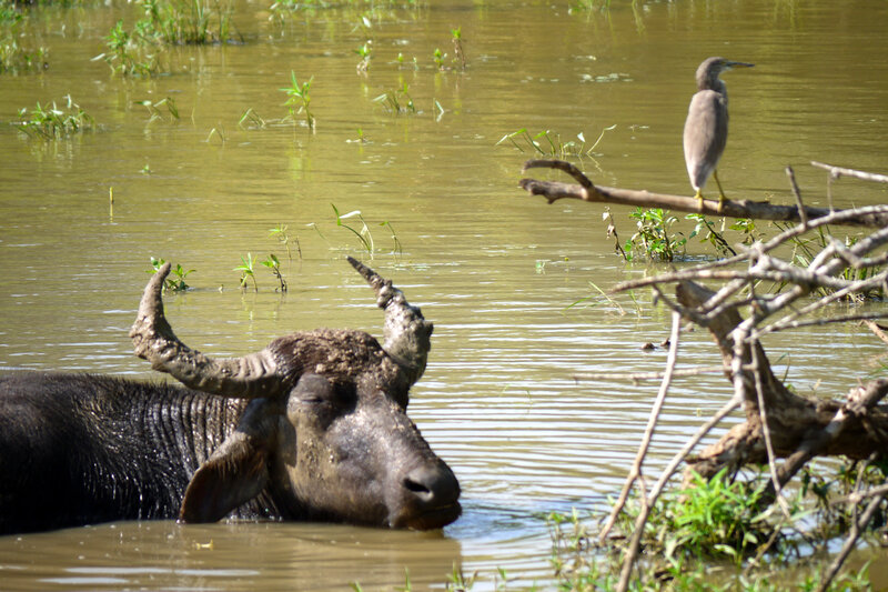Water Buffalo in Water — Brown