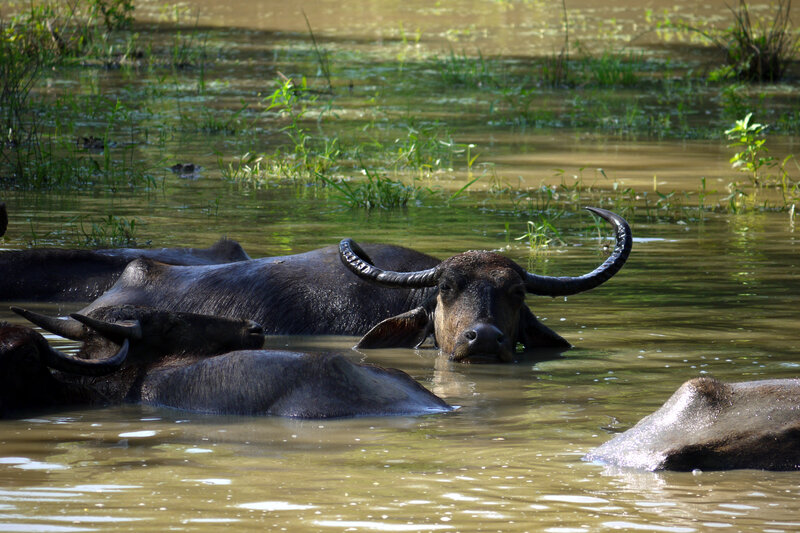 Water Buffalos in Water