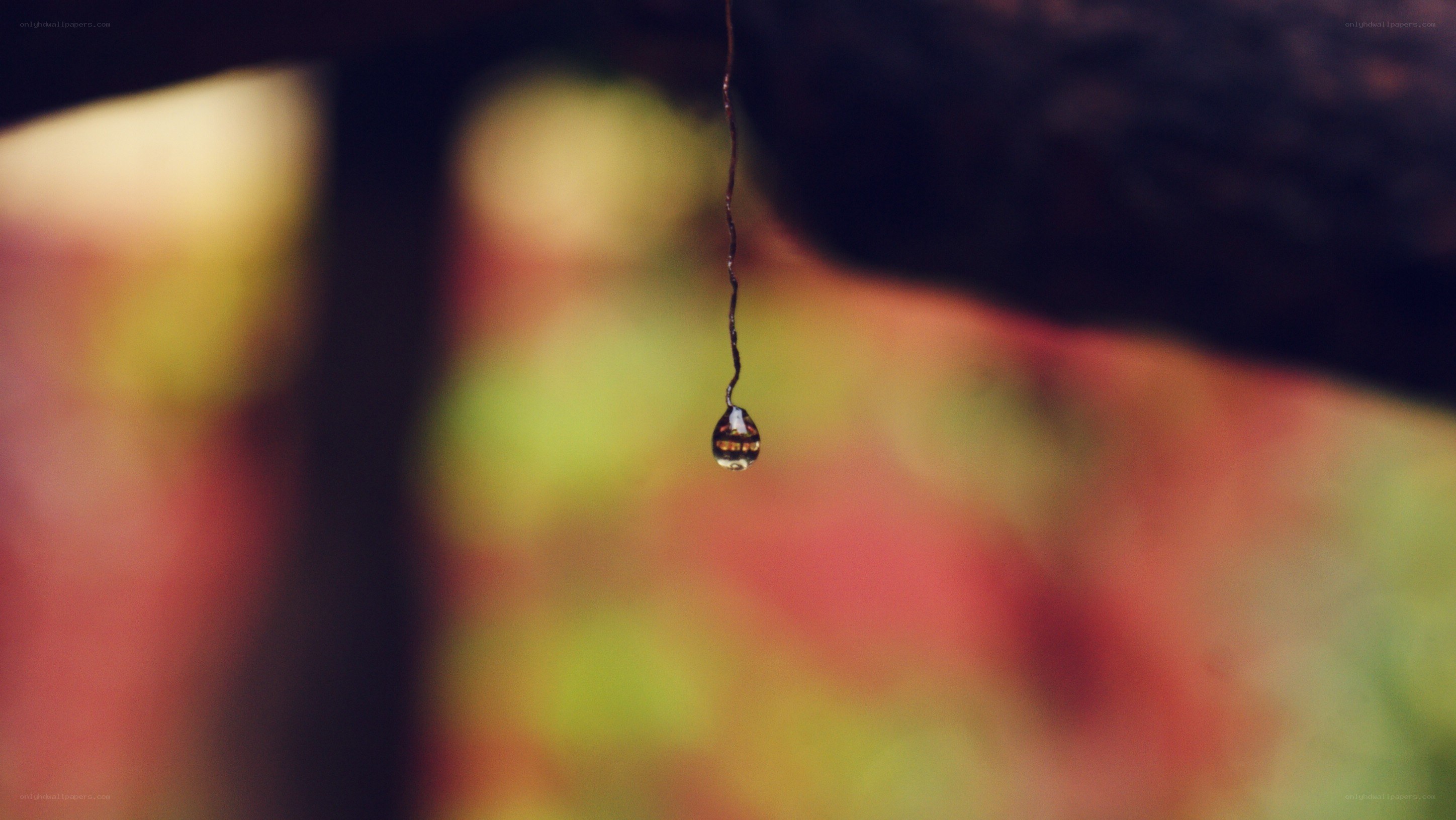 Water drop hanging from a branch