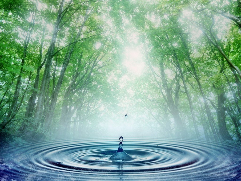 Water drop in forest pond