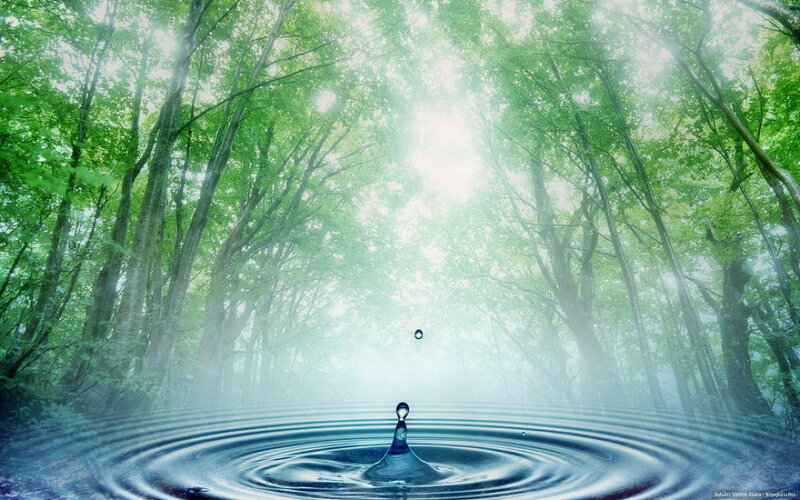 Water Drop in Forest