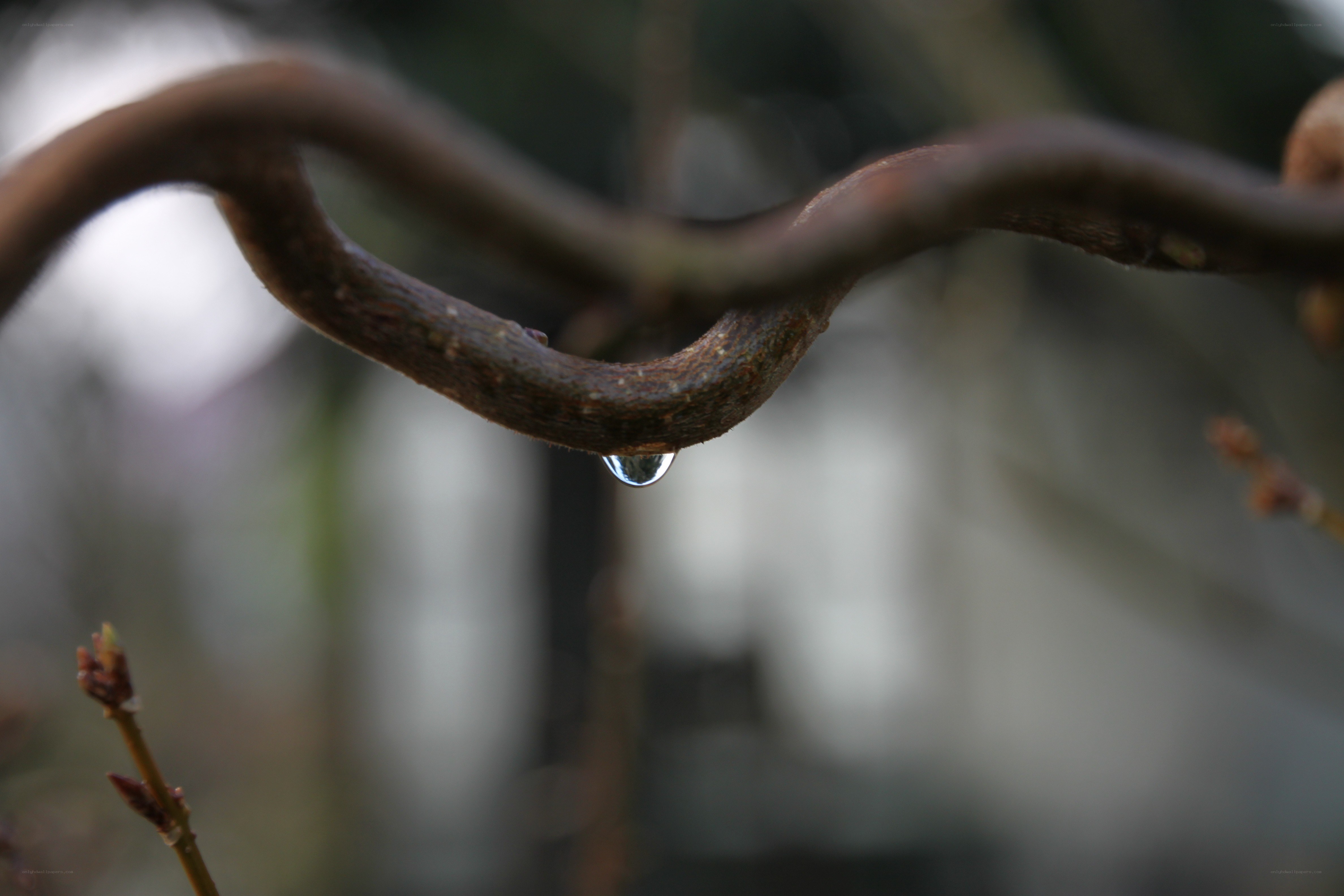 Water drop on a branch