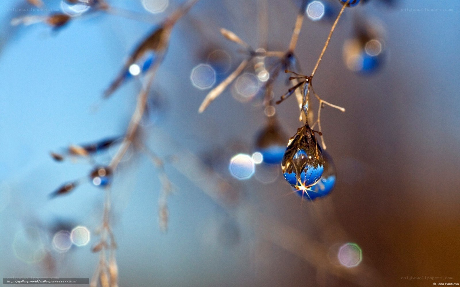 Water drop on a branch