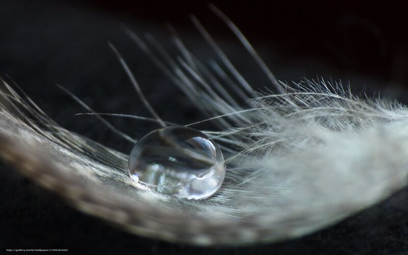 Water drop on a feather
