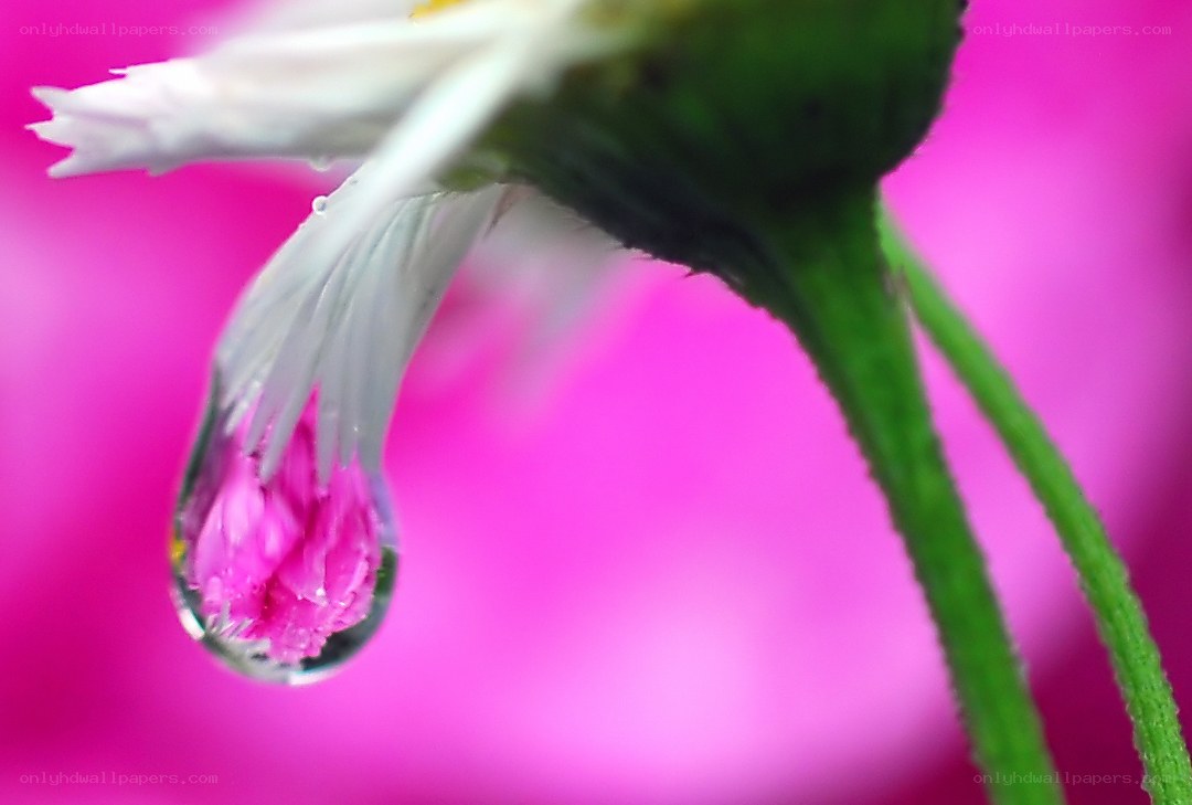 Water drop on a flower