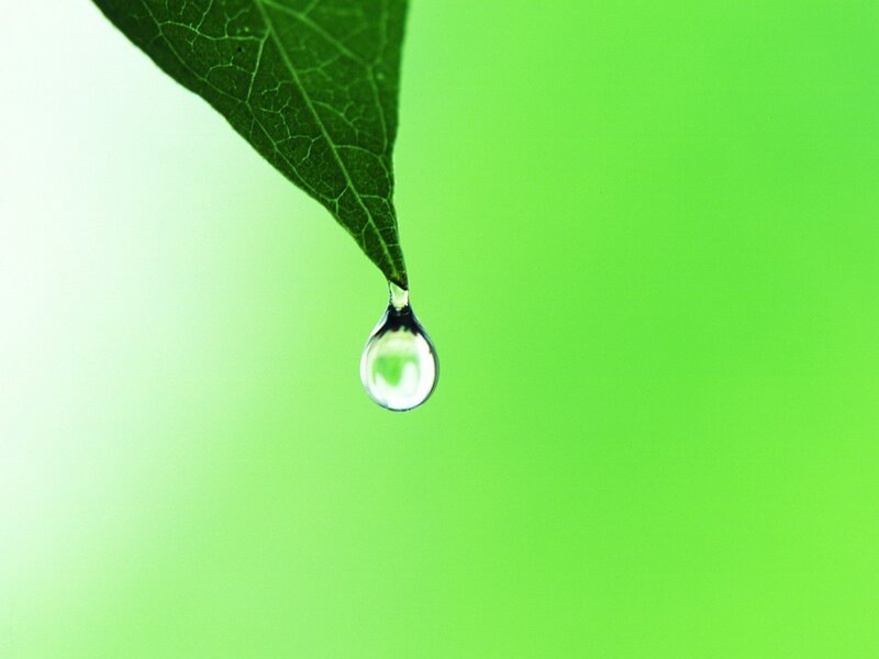 Water drop on a leaf