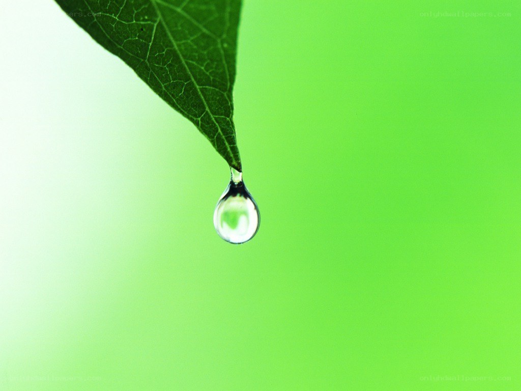 Water drop on a leaf