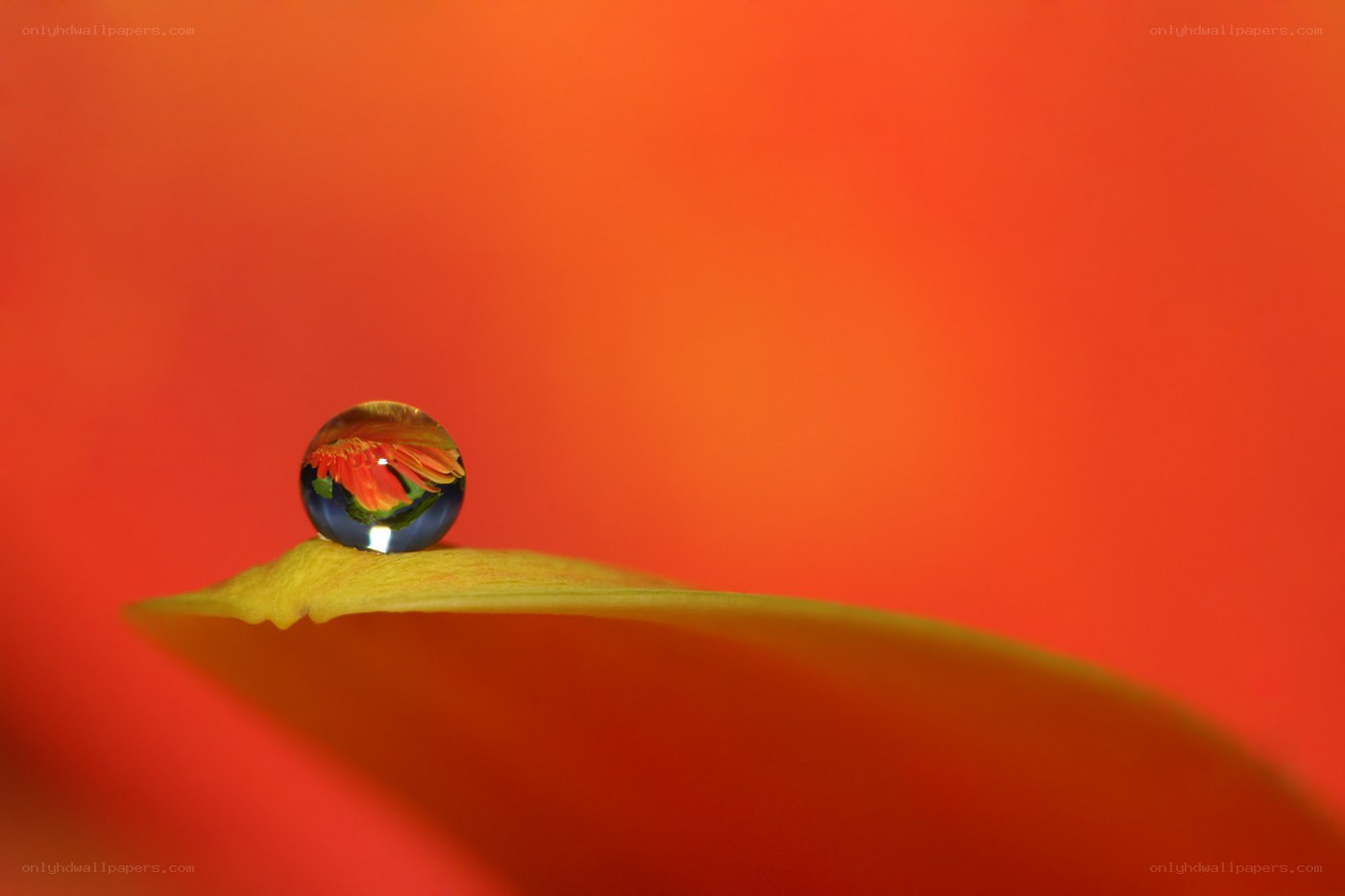 Water drop on a petal